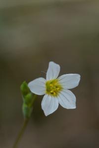 <i>Linum catharticum</i>