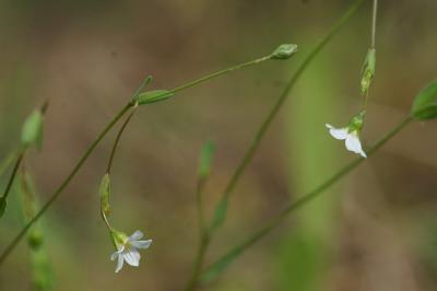 <i>Linum catharticum</i>