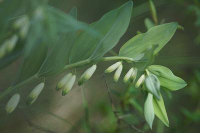 <i>Polygonatum odoratum</i>