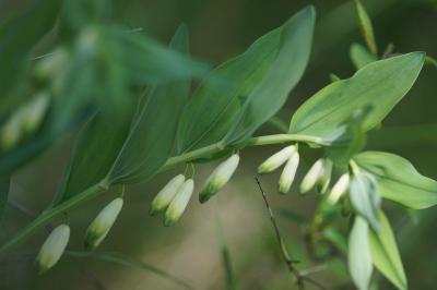 <i>Polygonatum odoratum</i>