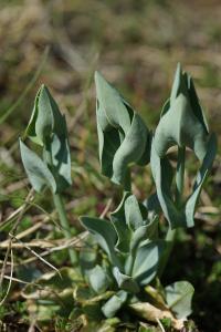 <i>Blackstonia perfoliata</i>