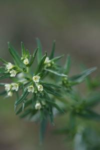 <i>Lithospermum officinale</i>