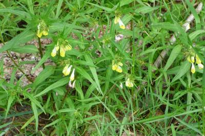 <i>Melampyrum pratense</i>