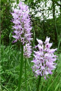 <i>Orchis simia</i>