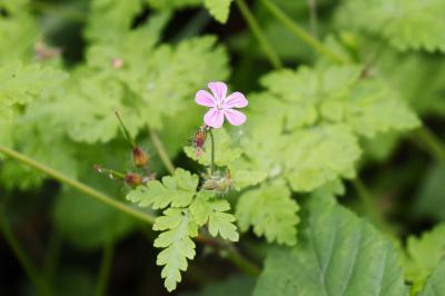 <i>Geranium robertianum</i>