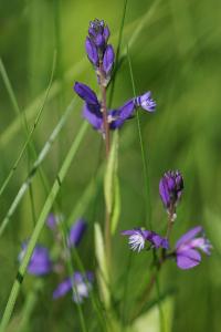 <i>Polygala vulgaris</i>