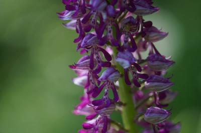 <i>Orchis militaris</i>
