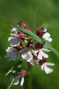 <i>Orchis purpurea</i>