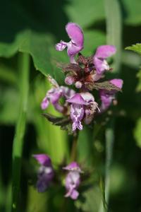 <i>Lamium maculatum</i>