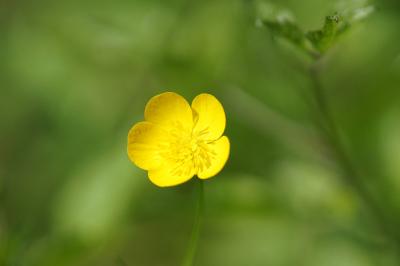 <i>Ranunculus bulbosus</i>