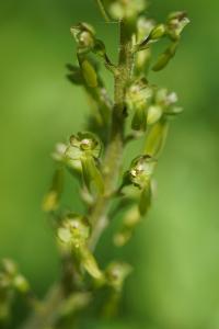 <i>Neottia ovata</i>