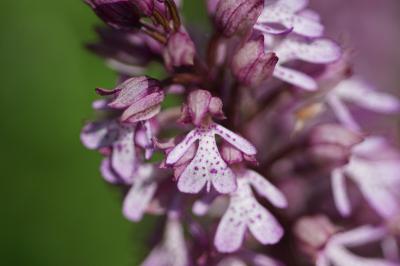 <i>Orchis x hybrida</i>