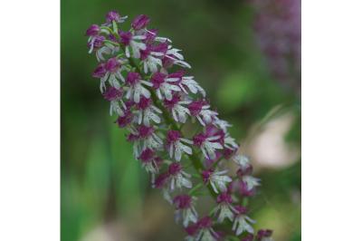 <i>Orchis x hybrida</i>