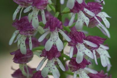 <i>Orchis x hybrida</i>