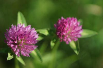 <i>Trifolium pratense</i>