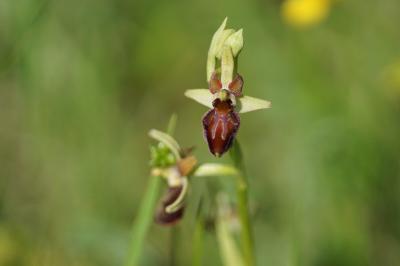 <i>Ophrys aranifera</i>