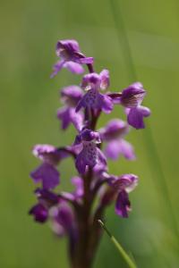 <i>Anacamptis morio</i>