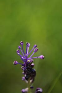 <i>Muscari comosum</i>
