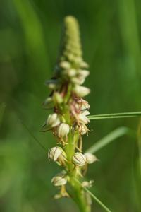 <i>Orchis anthropophora</i>