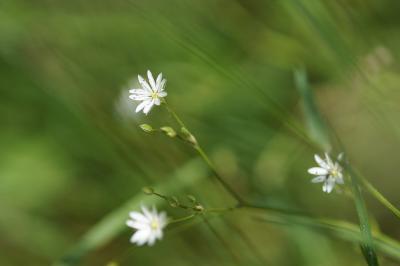 <i>Stellaria graminea</i>