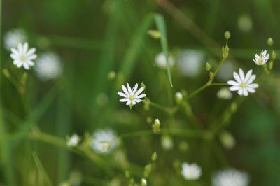 <i>Stellaria graminea</i>