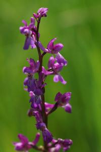 <i>Orchis mascula</i>