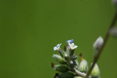 <i>Myosotis discolor</i>