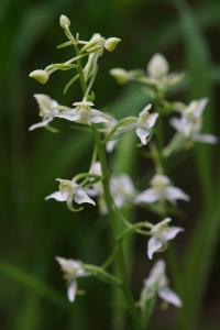 <i>Platanthera chlorantha</i>
