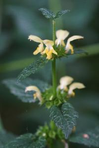 <i>Lamium galeobdolon subsp. montanum</i>