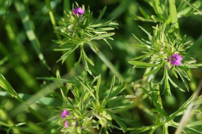 <i>Geranium dissectum</i>