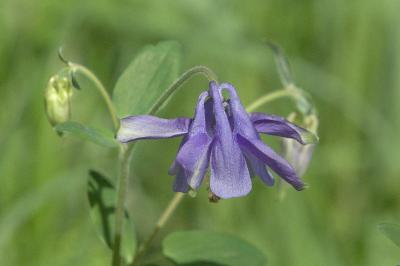 <i>Aquilegia vulgaris</i>