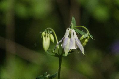 <i>Aquilegia vulgaris</i>