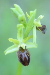 <i>Ophrys aranifera</i>