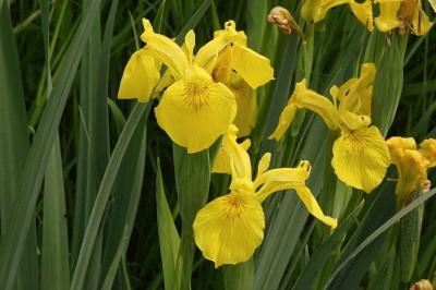 <i>Iris pseudacorus</i>