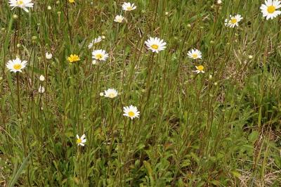 <i>Leucanthemum vulgare</i>