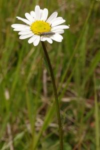 <i>Leucanthemum vulgare</i>