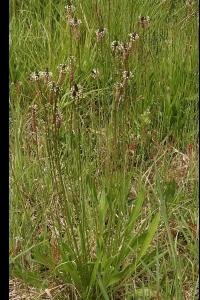 <i>Plantago lanceolata</i>