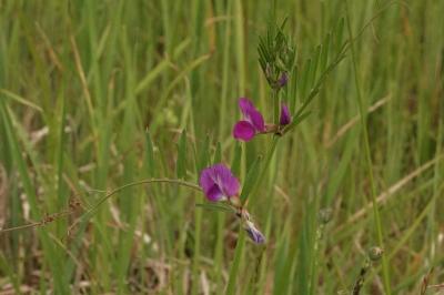 <i>Vicia segetalis</i>