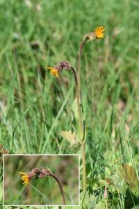 <i>Arnica montana</i>