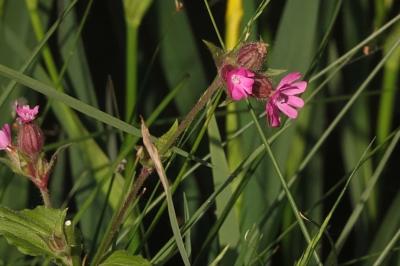 <i>Silene dioica</i>
