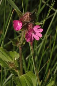 <i>Silene dioica</i>