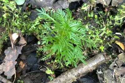 <i>Hottonia palustris</i>