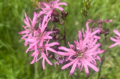 <i>Lychnis flos-cuculi</i>