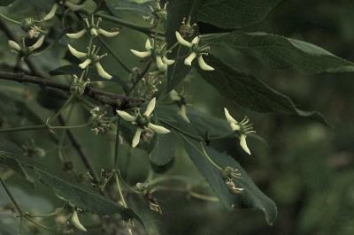 <i>Euonymus europaeus</i>