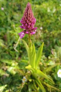 <i>Anacamptis pyramidalis</i>