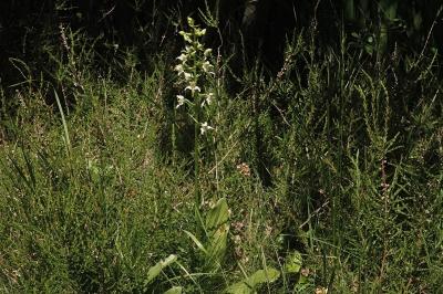<i>Platanthera chlorantha</i>