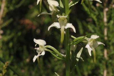 <i>Platanthera chlorantha</i>