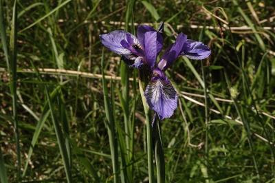 <i>Iris sibirica</i>
