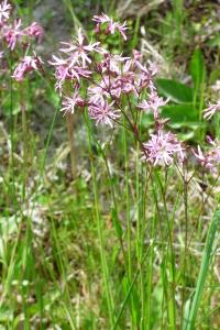 <i>Lychnis flos-cuculi</i>