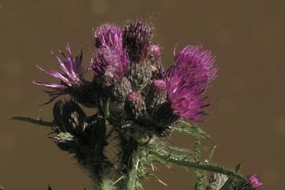 <i>Cirsium palustre</i>